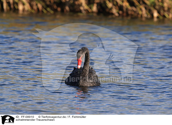 schwimmender Trauerschwan / FF-08910