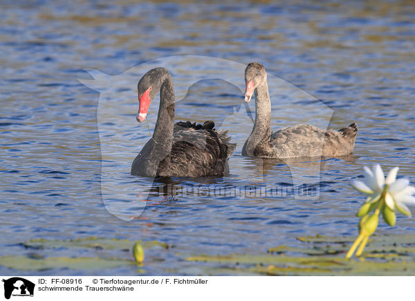 schwimmende Trauerschw�ne / swimming Black Swans / FF-08916