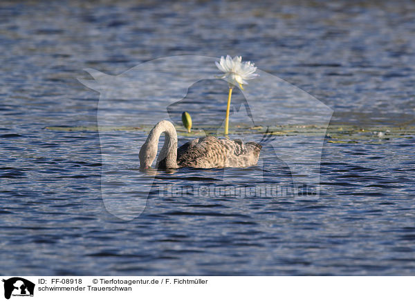 schwimmender Trauerschwan / FF-08918