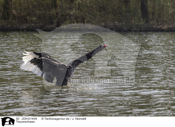 Trauerschwan / Black Swan / JOH-01409