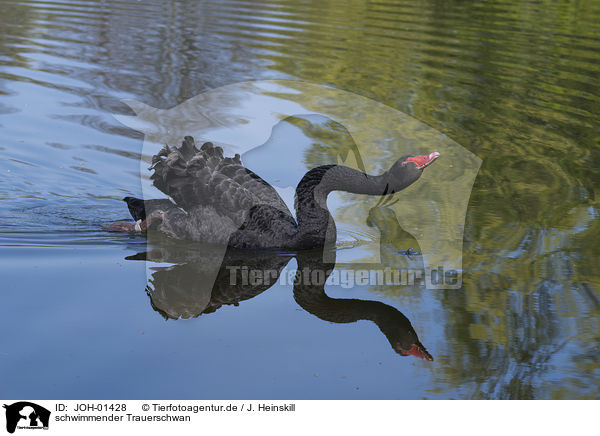 schwimmender Trauerschwan / JOH-01428