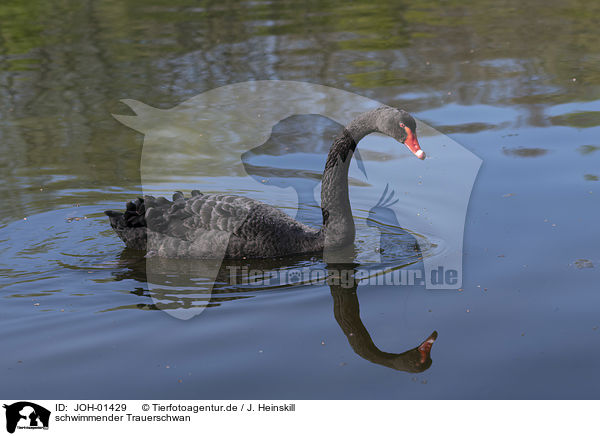 schwimmender Trauerschwan / swimming Black Swan / JOH-01429