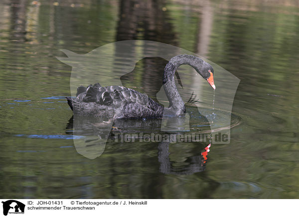 schwimmender Trauerschwan / swimming Black Swan / JOH-01431