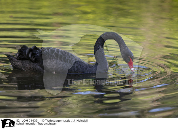 schwimmender Trauerschwan / swimming Black Swan / JOH-01435