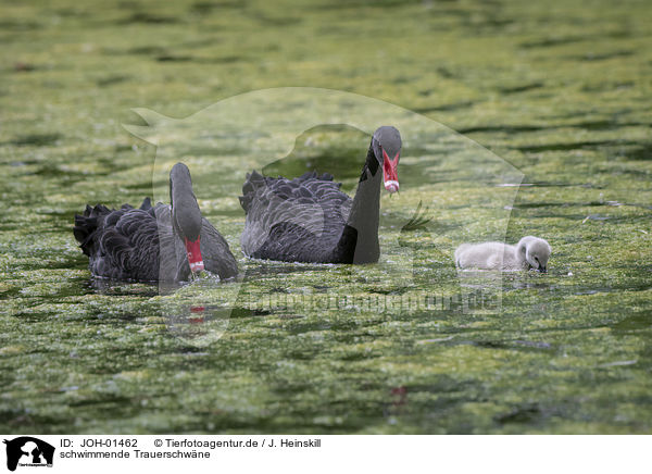 schwimmende Trauerschw�ne / swimming Black Swans / JOH-01462