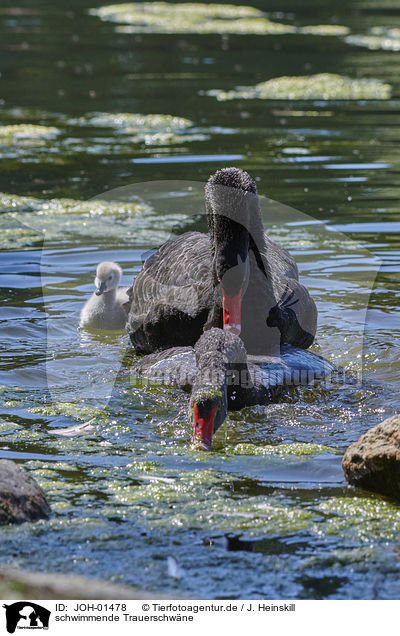 schwimmende Trauerschwne / swimming Black Swans / JOH-01478