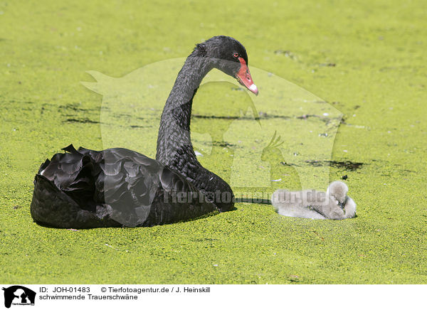 schwimmende Trauerschwne / swimming Black Swans / JOH-01483
