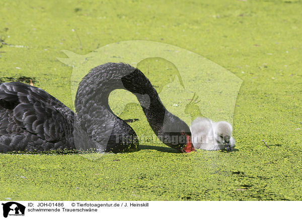 schwimmende Trauerschwne / swimming Black Swans / JOH-01486