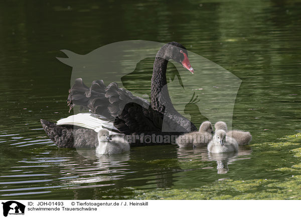 schwimmende Trauerschwne / JOH-01493