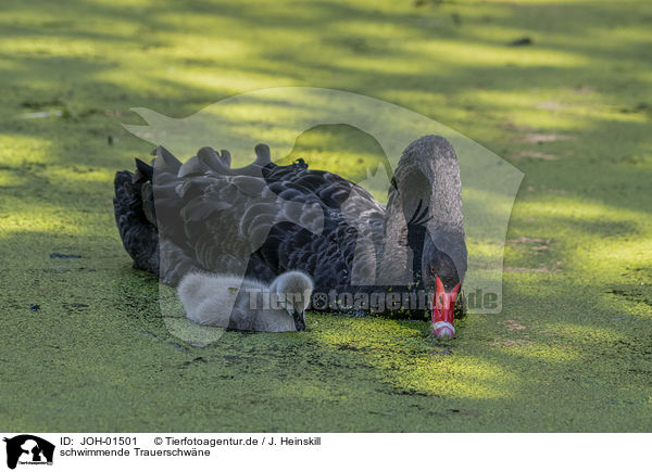 schwimmende Trauerschwne / swimming Black Swans / JOH-01501