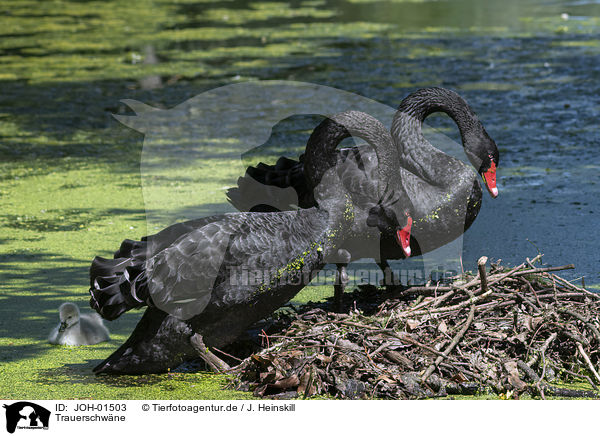 Trauerschwne / Black Swans / JOH-01503