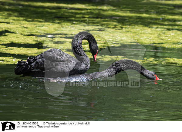 schwimmende Trauerschwne / swimming Black Swans / JOH-01509