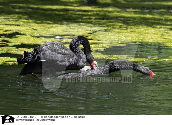 schwimmende Trauerschwne / JOH-01510