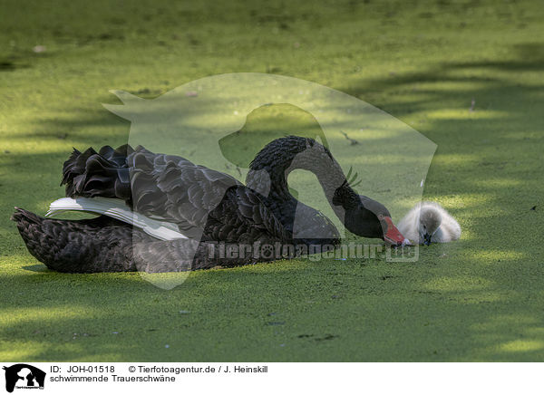 schwimmende Trauerschwne / swimming Black Swans / JOH-01518