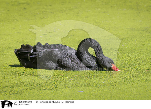 Trauerschwan / Black Swan / JOH-01519