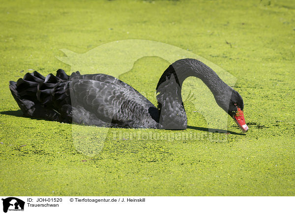 Trauerschwan / Black Swan / JOH-01520