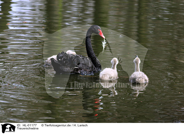 Trauerschwne / black swans / HL-01177