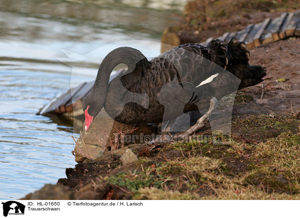 Trauerschwan / black swan / HL-01650