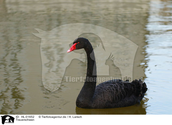 Trauerschwan / black swan / HL-01652