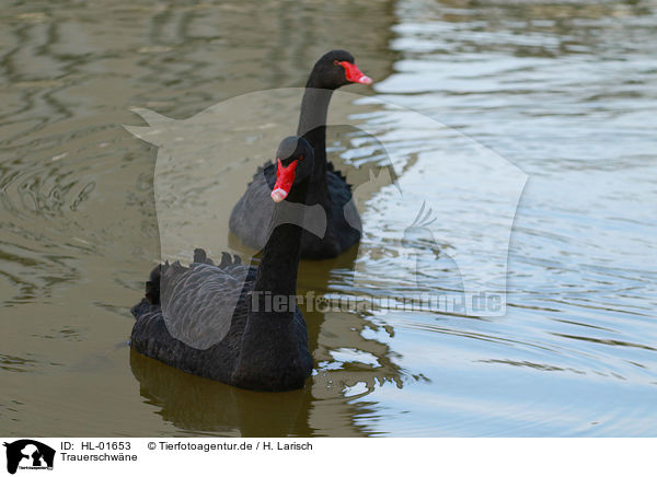 Trauerschwne / black swans / HL-01653