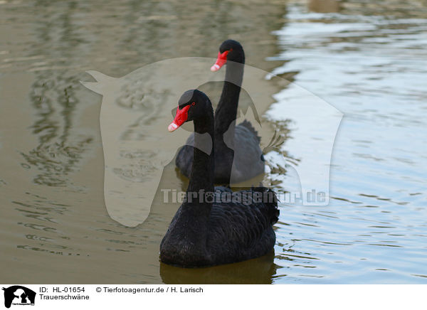 Trauerschwne / black swans / HL-01654
