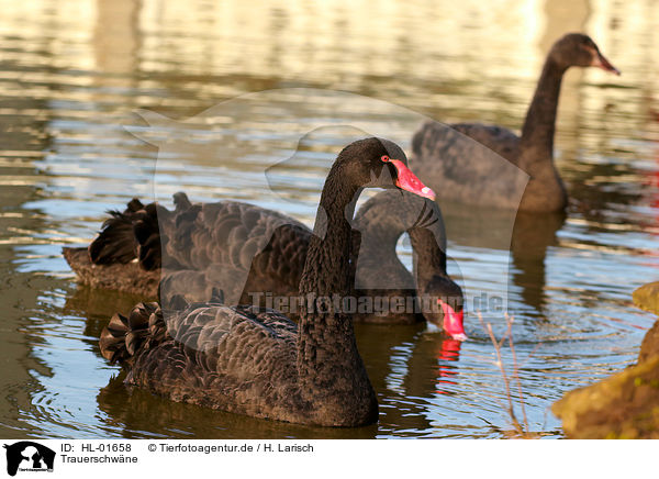 Trauerschwne / black swans / HL-01658