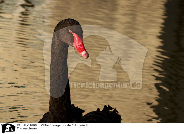 Trauerschwan / black swan / HL-01660