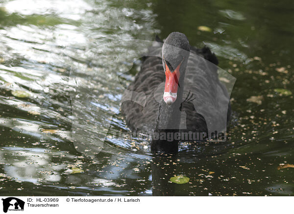 Trauerschwan / black swan / HL-03969
