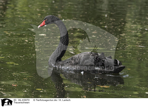 Trauerschwan / black swan / HL-03970
