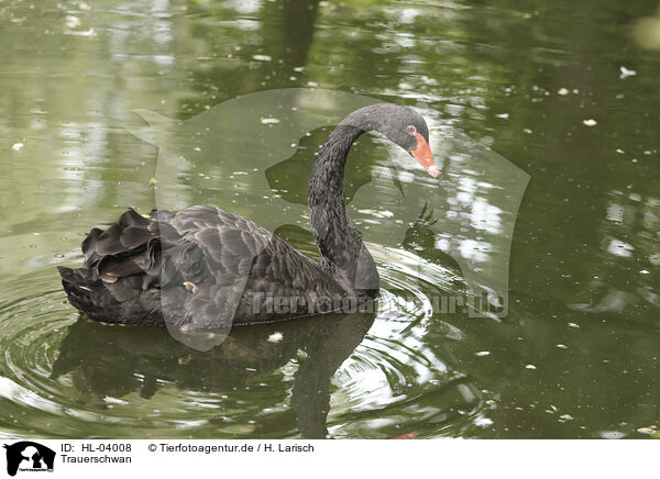 Trauerschwan / black swan / HL-04008