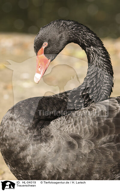 Trauerschwan / black swan / HL-04019