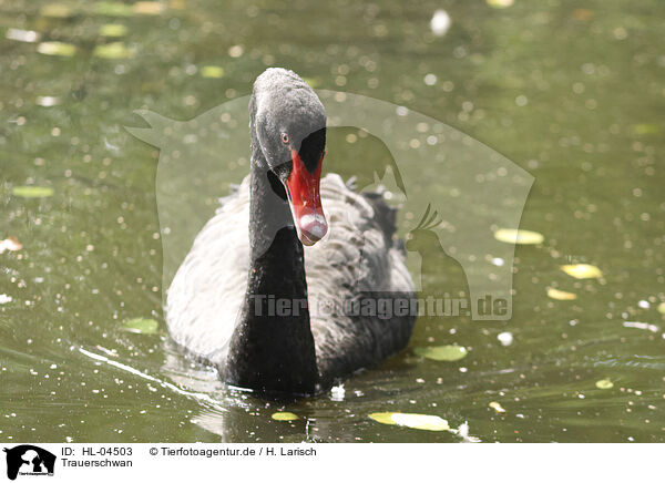 Trauerschwan / black swan / HL-04503