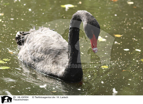 Trauerschwan / black swan / HL-04504