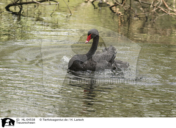 Trauerschwan / black swan / HL-04538