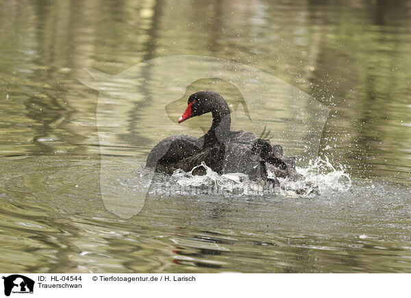 Trauerschwan / black swan / HL-04544