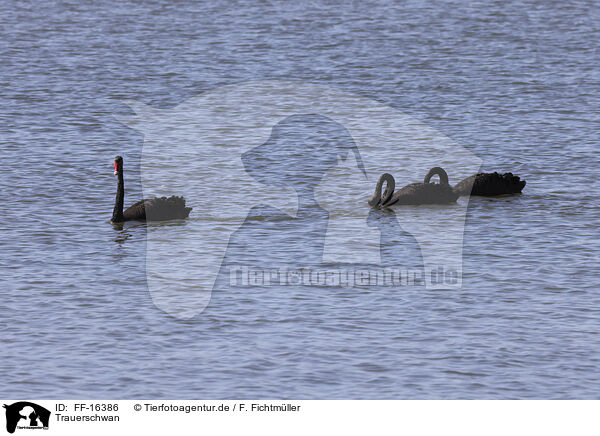Trauerschwan / FF-16386
