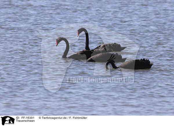 Trauerschwan / black swan / FF-16391