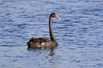 schwimmender Trauerschwan