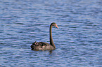 schwimmender Trauerschwan