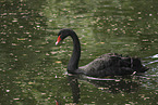 Trauerschwan
