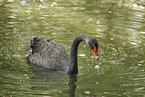 Trauerschwan