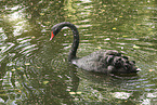 Trauerschwan