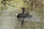 Trauerschwan