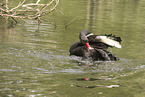 Trauerschwan