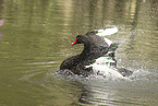Trauerschwan