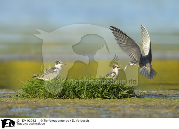 Trauerseeschwalben / black terns / DV-02942