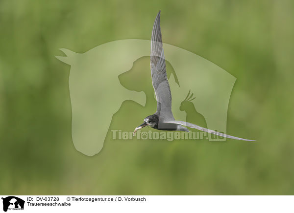 Trauerseeschwalbe / black tern / DV-03728