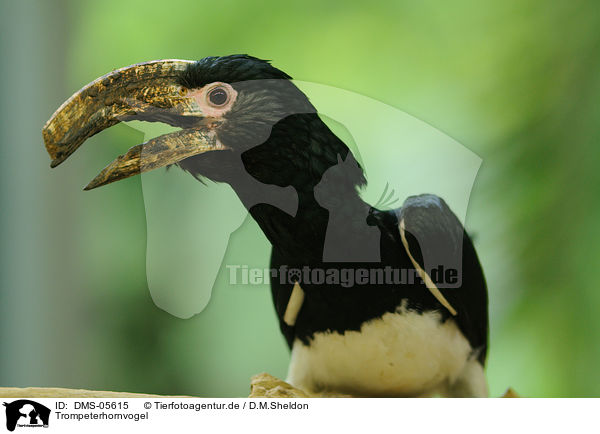 Trompeterhornvogel / trumpeter hornbill / DMS-05615
