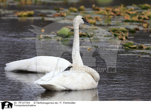 Trompeterschwne / trumpeter swans / FF-01704