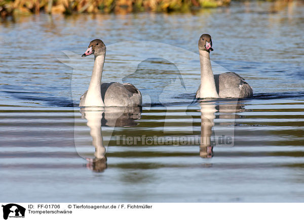 Trompeterschwne / trumpeter swans / FF-01706